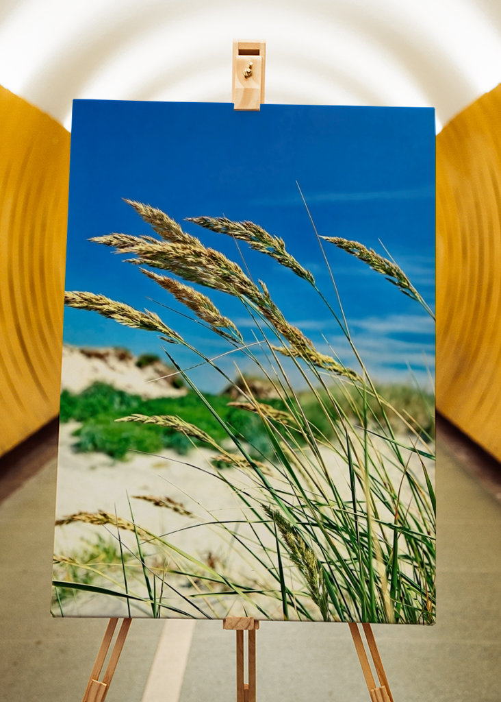 Pohupující se mořské řasy.