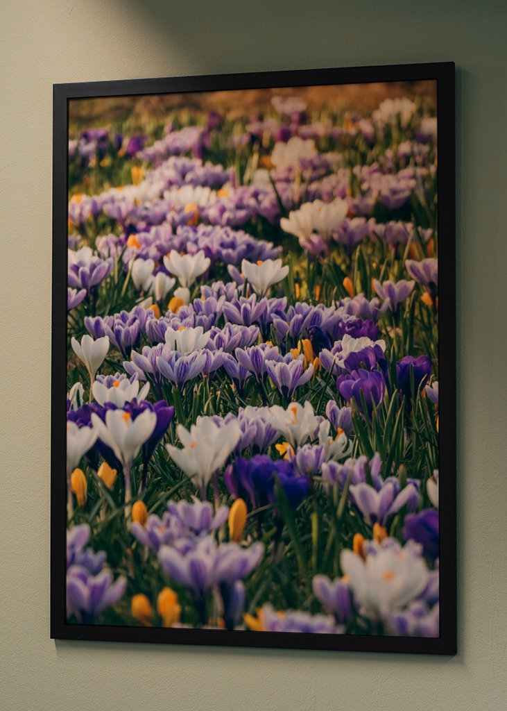 Krokusy. Prvé jarné kvety