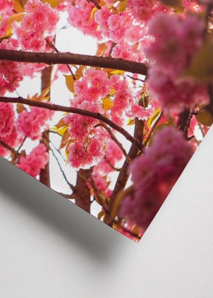 Fleurs de cerisier 3 