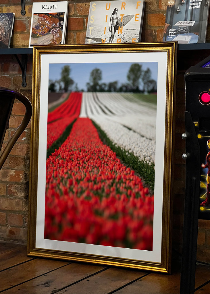 Tulips in a field in spring