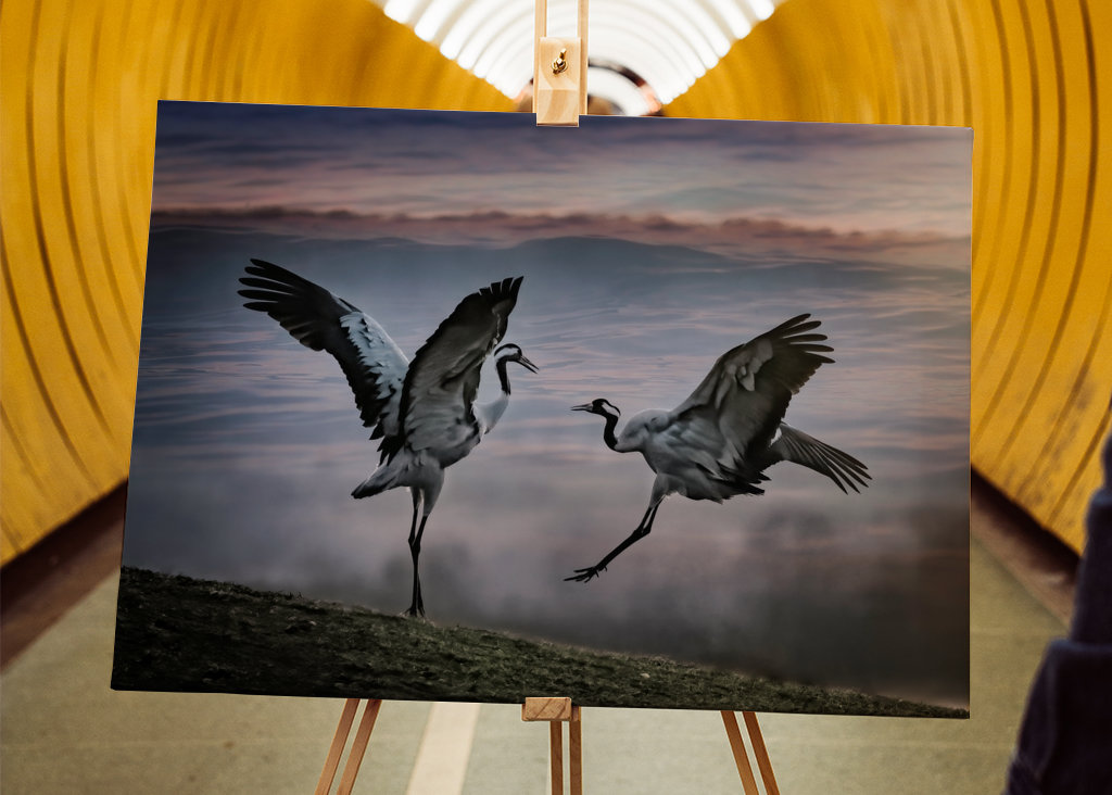 Dva tančící jeřábi.