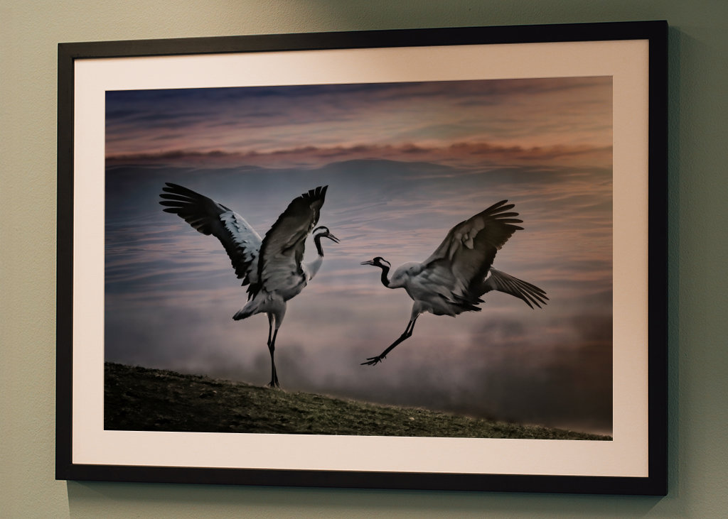 Dva tančící jeřábi.