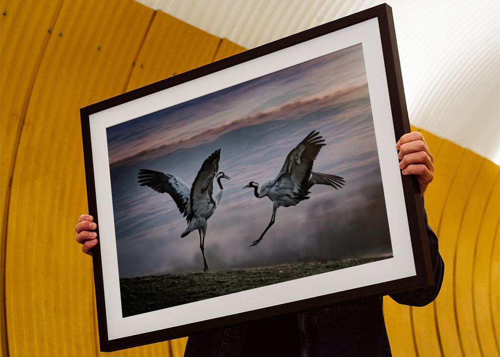 Dva tančící jeřábi.