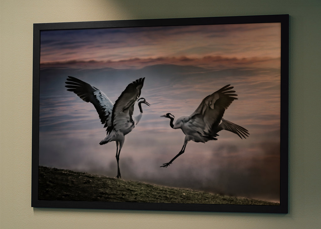 Dva tančící jeřábi.