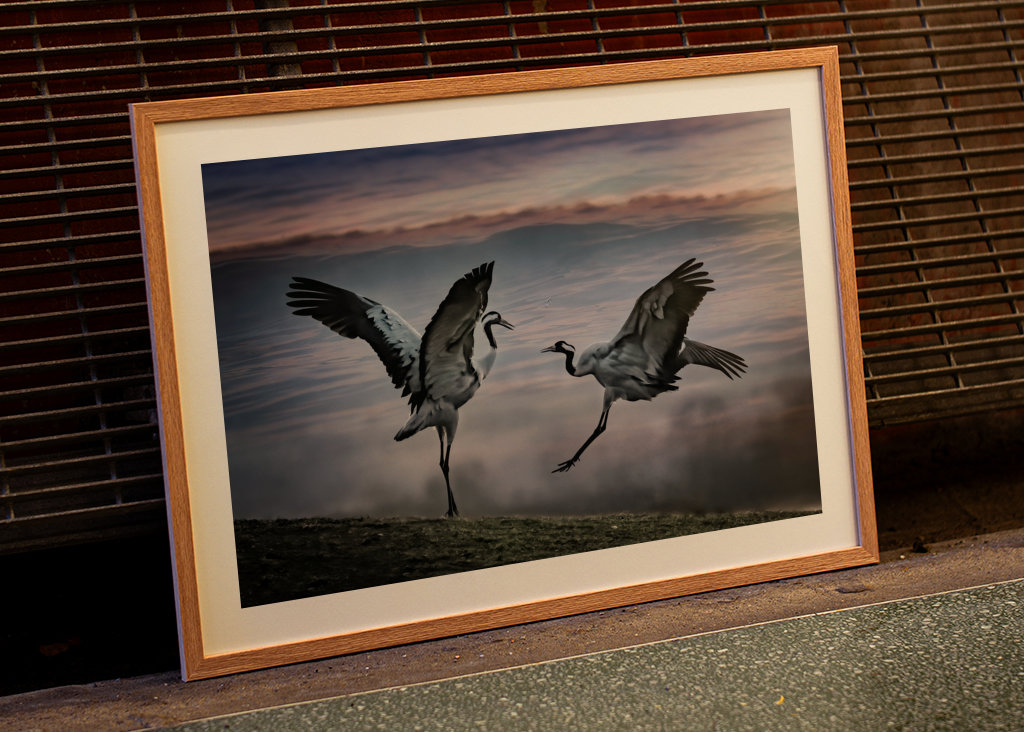 Dva tančící jeřábi.