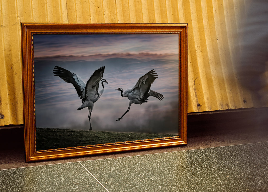 Dva tančící jeřábi.