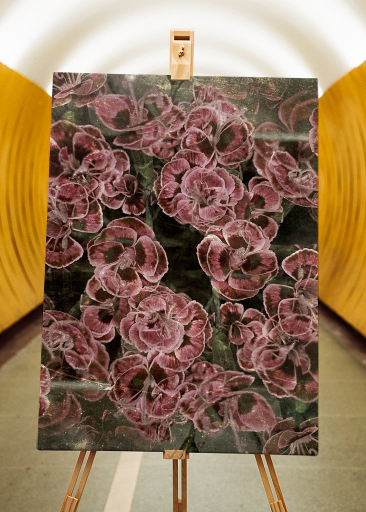 Larmes de l’œillet