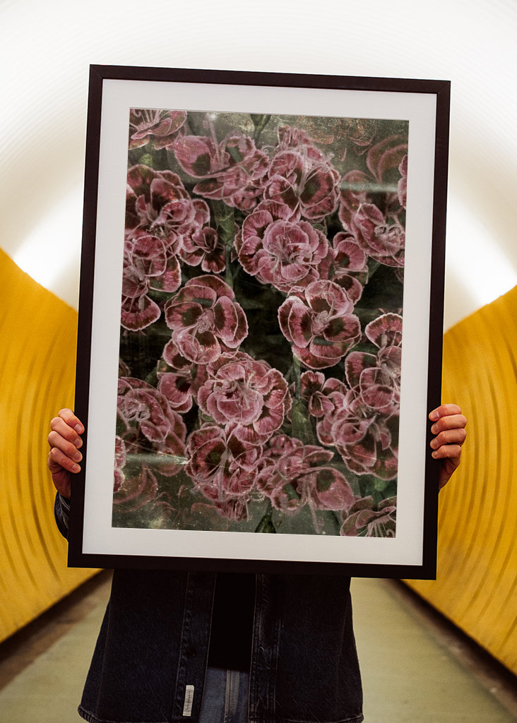 Larmes de l’œillet