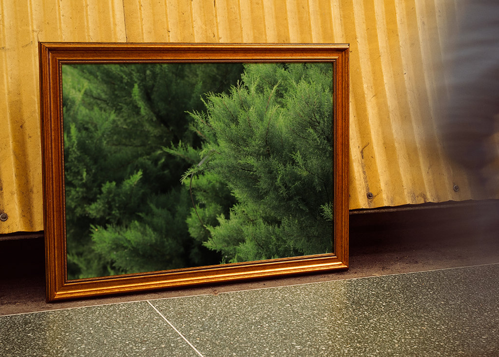 Chamäleon-Tarnung in Kiefern