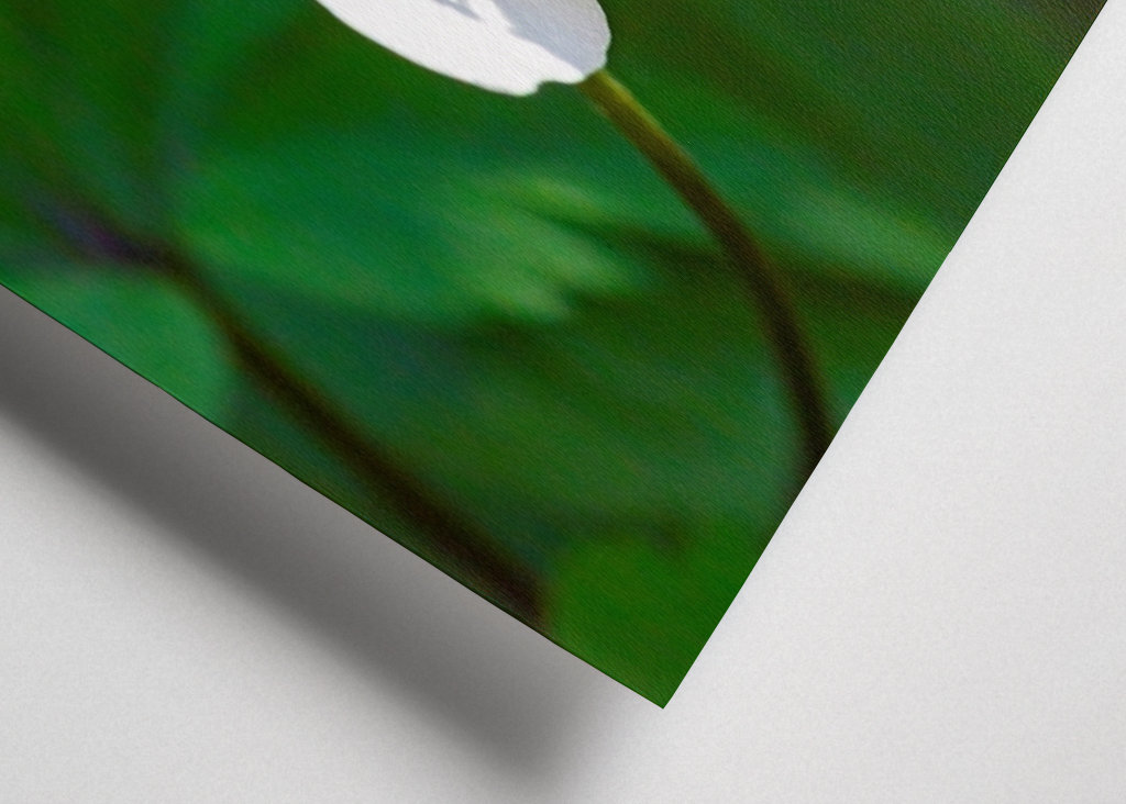 Wood anemone, anemone nemorosa