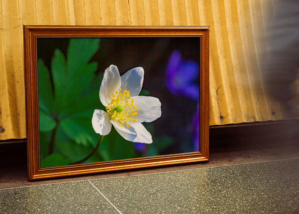 Wood anemone, anemone nemorosa