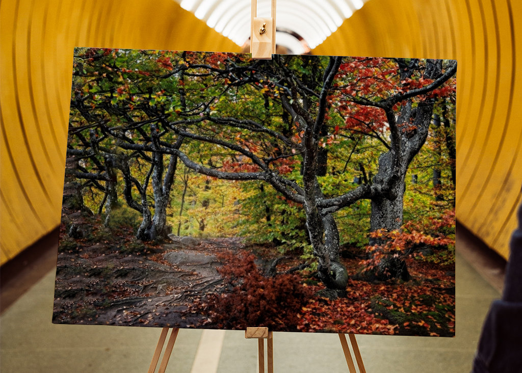 Árvores retorcidas nas cores do outono.