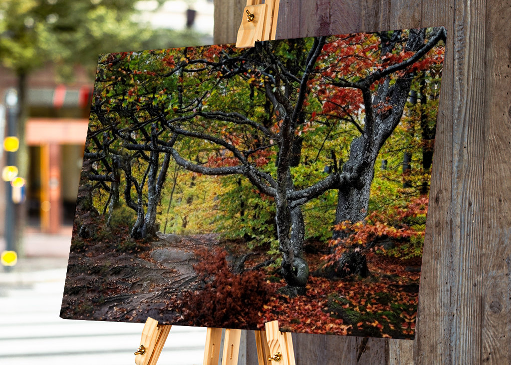 Árvores retorcidas nas cores do outono.