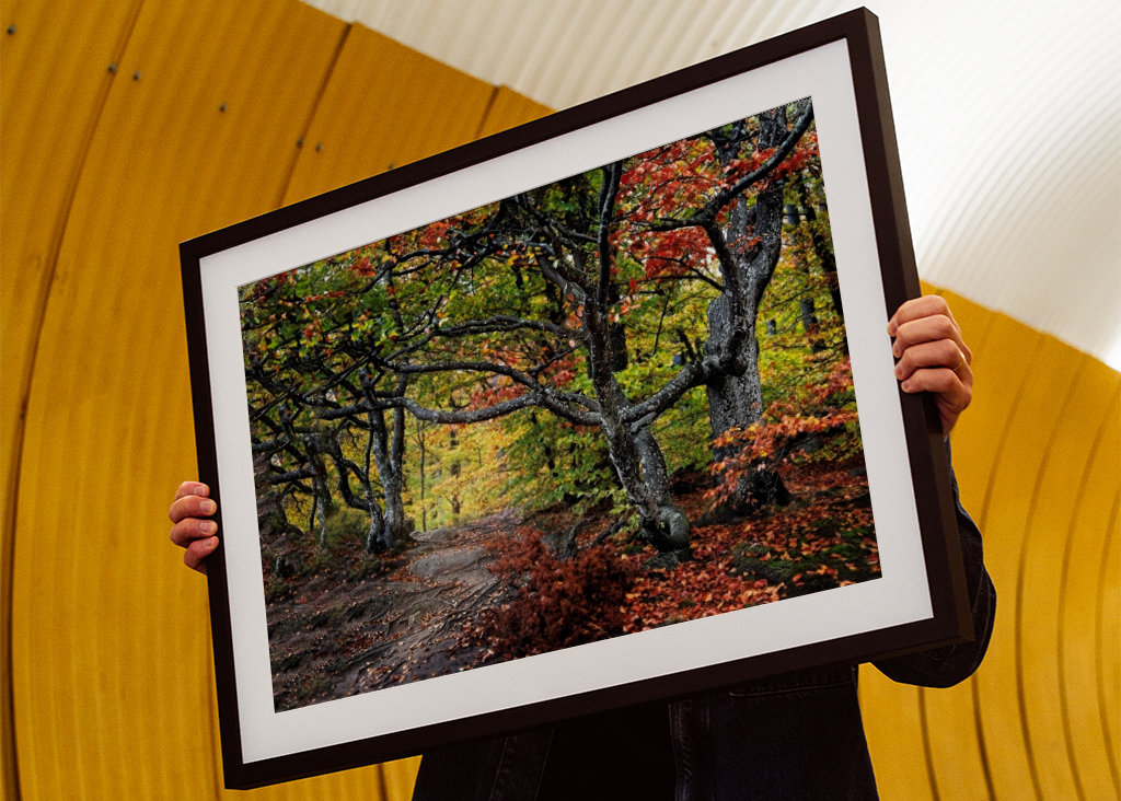 Árvores retorcidas nas cores do outono.