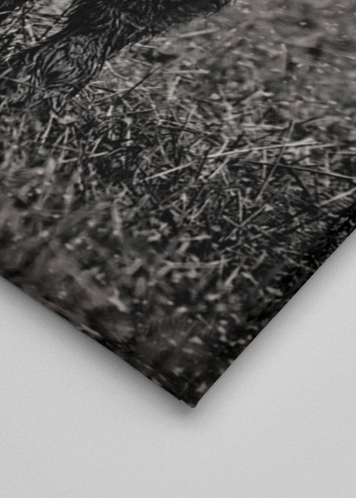 Highland cattle in rainy wet.