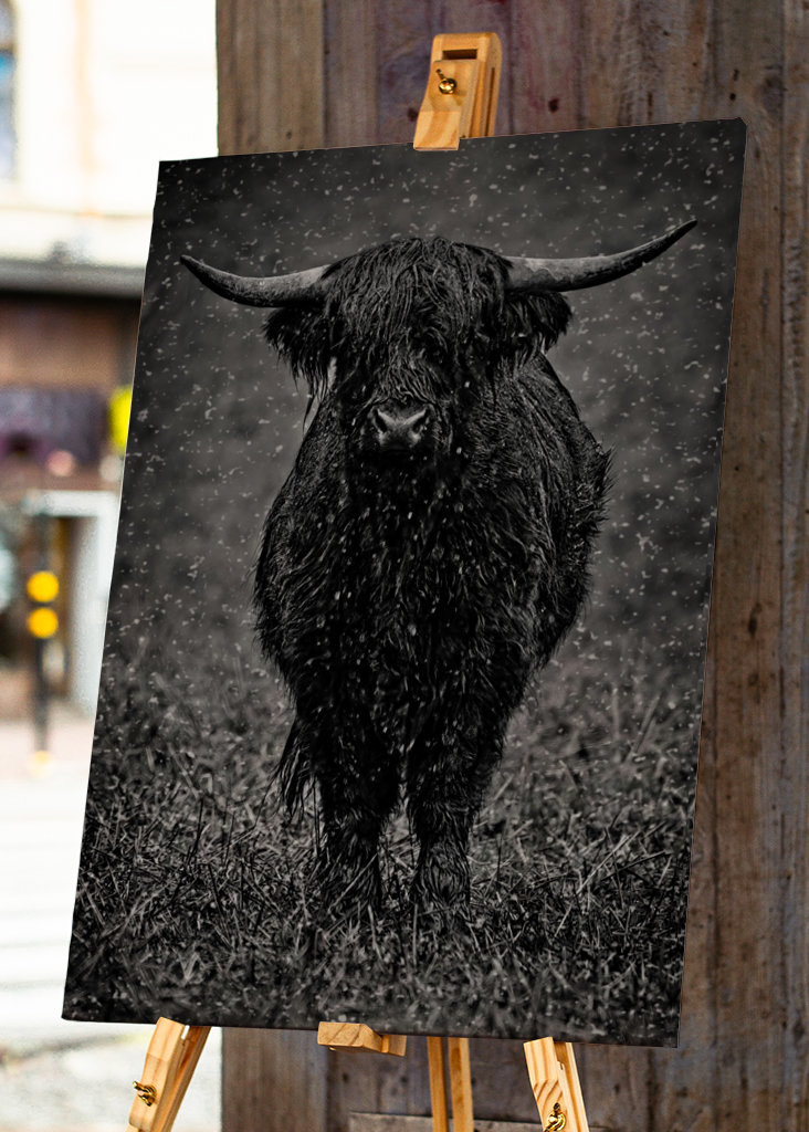 Highland cattle in rainy wet.