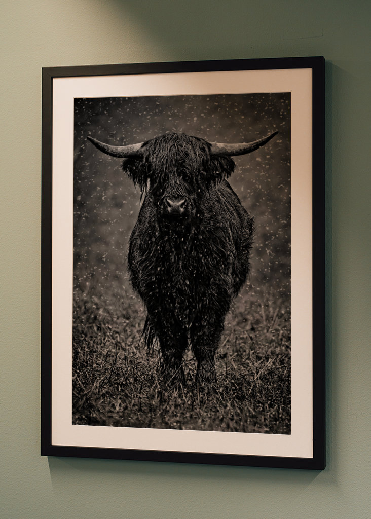 Highland cattle in rainy wet.