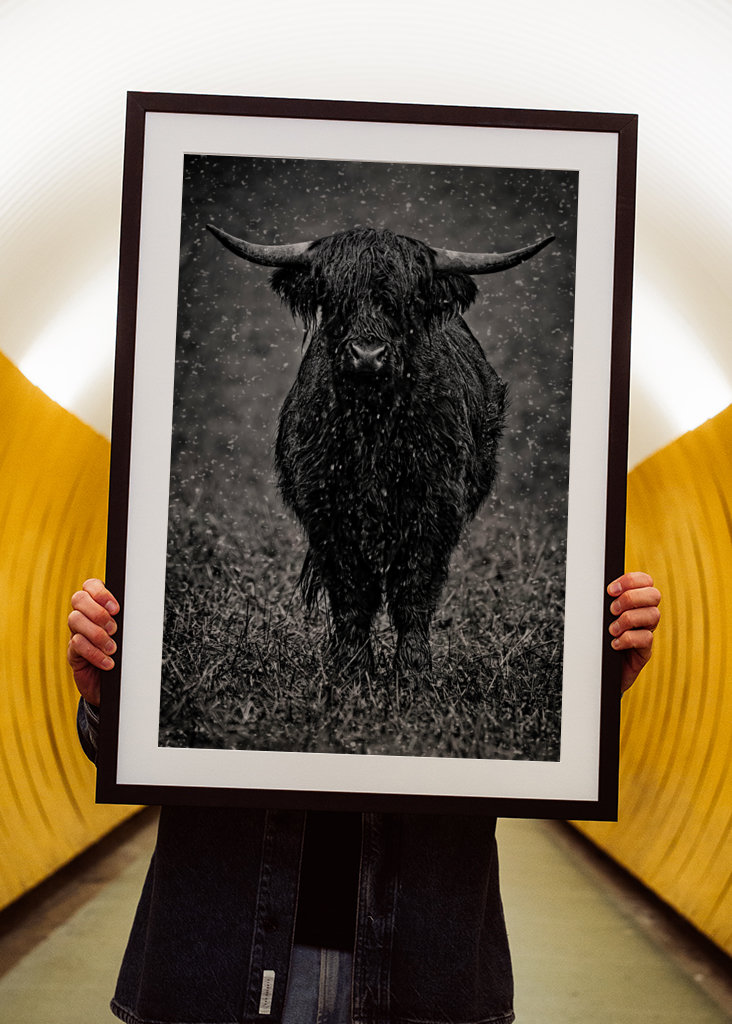 Highland cattle in rainy wet.
