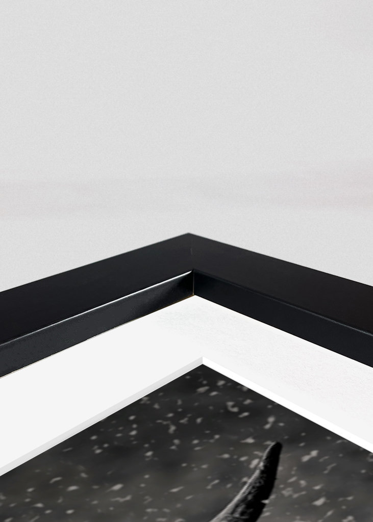 Highland cattle in rainy wet.