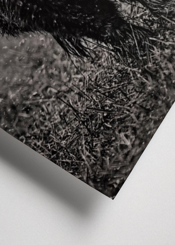 Highland cattle in rainy wet.