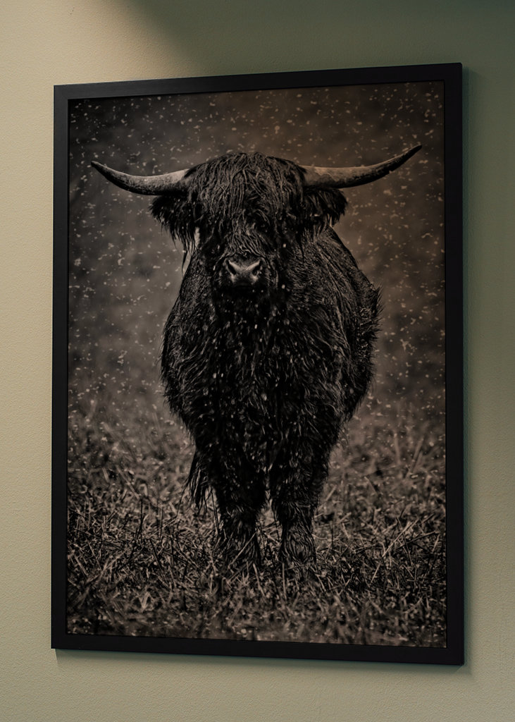 Highland cattle in rainy wet.