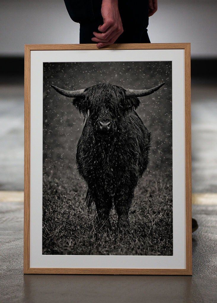 Highland cattle in rainy wet.