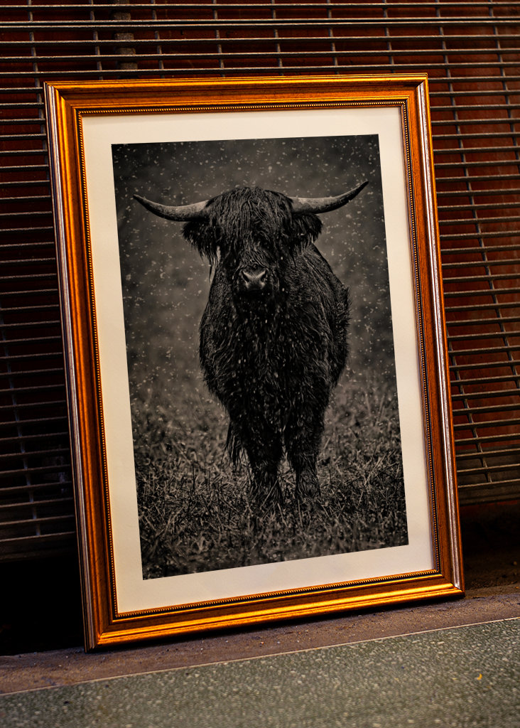 Highland cattle in rainy wet.