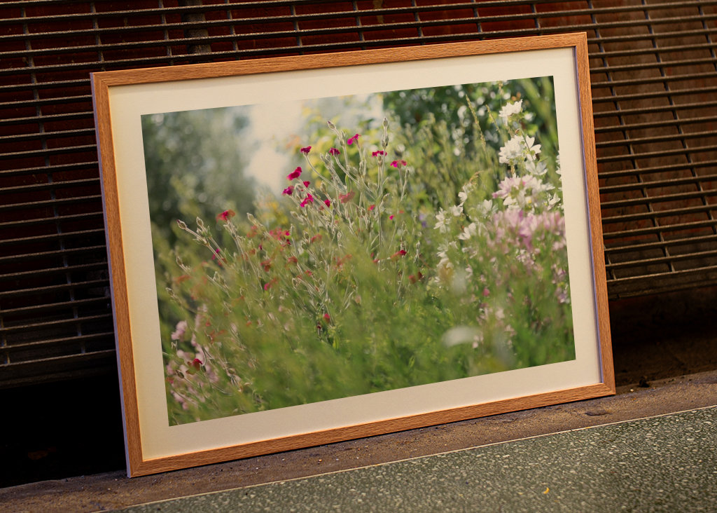 Vaaleanpunaiset ja valkoiset kesäkukat