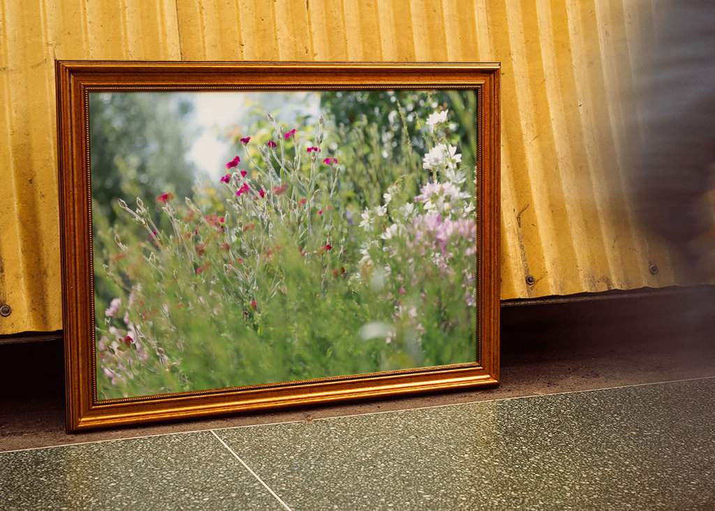 Vaaleanpunaiset ja valkoiset kesäkukat