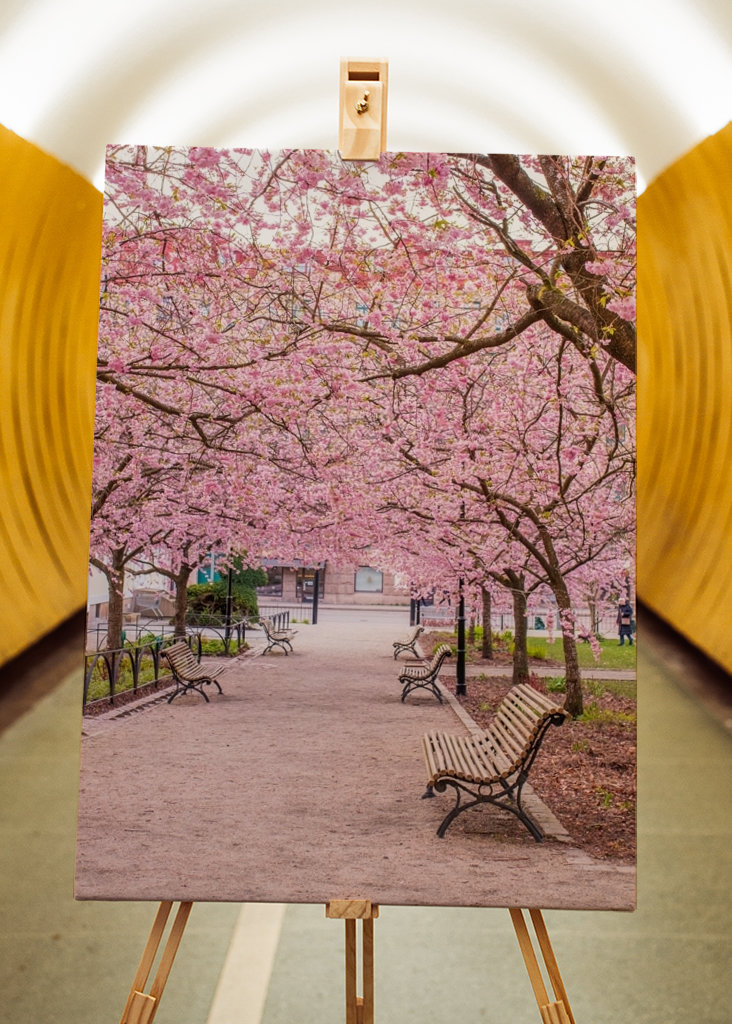 Rozkvetlá třešeň v seminárním parku