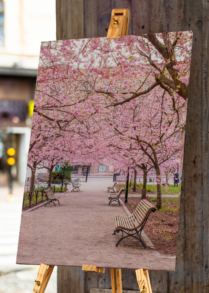 Rozkvetlá třešeň v seminárním parku
