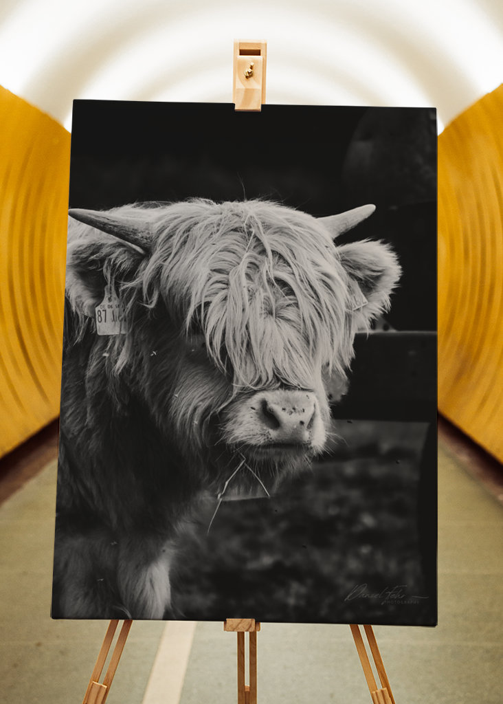 Highland Cow