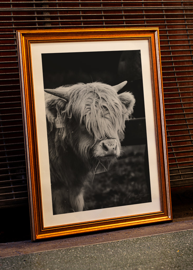 Highland Cow