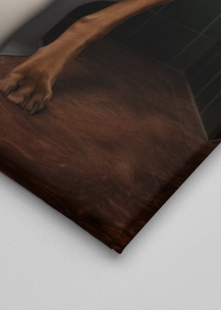 Ungarsk vizsla på toalettet