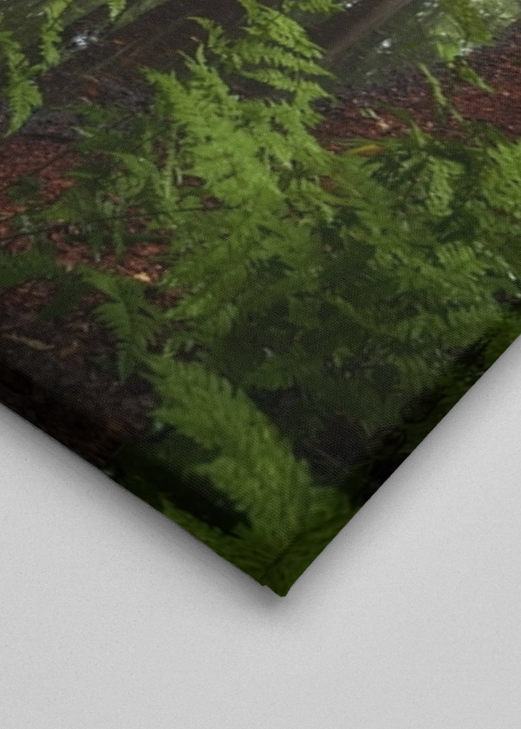 Spiegelungen des Waldes