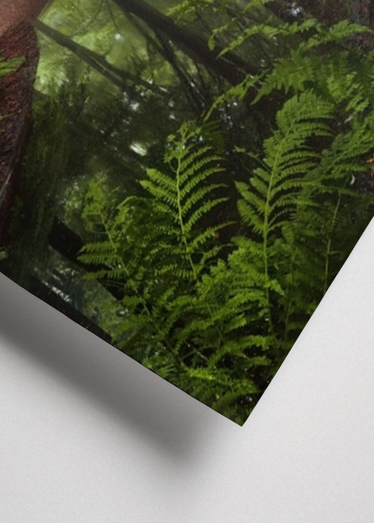 Spiegelungen des Waldes