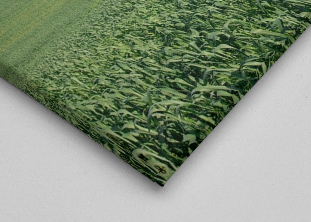 Ensomt træ i et grønt felt 