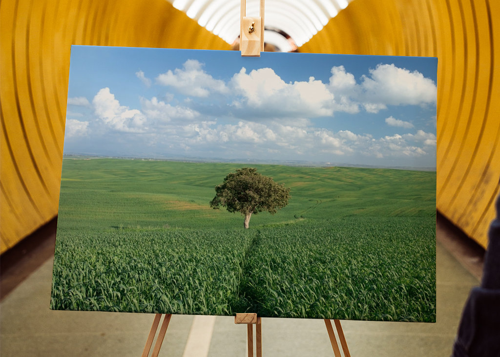 Ensomt træ i et grønt felt 