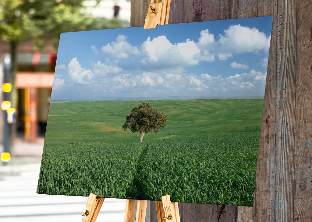 Ensomt træ i et grønt felt 