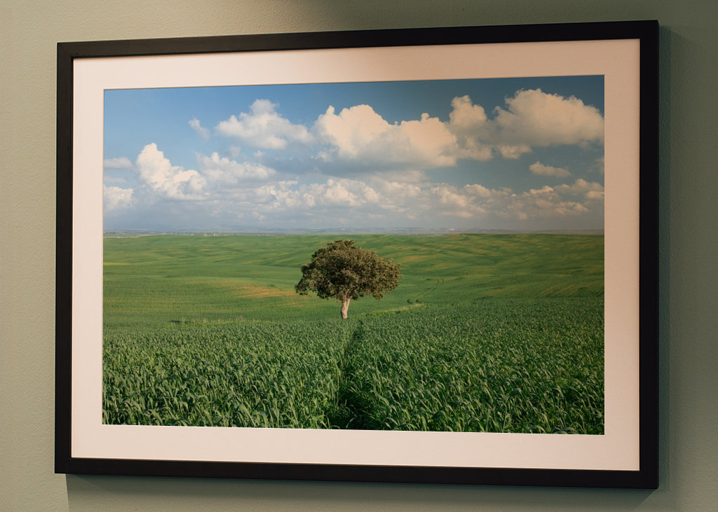 Ensomt træ i et grønt felt 