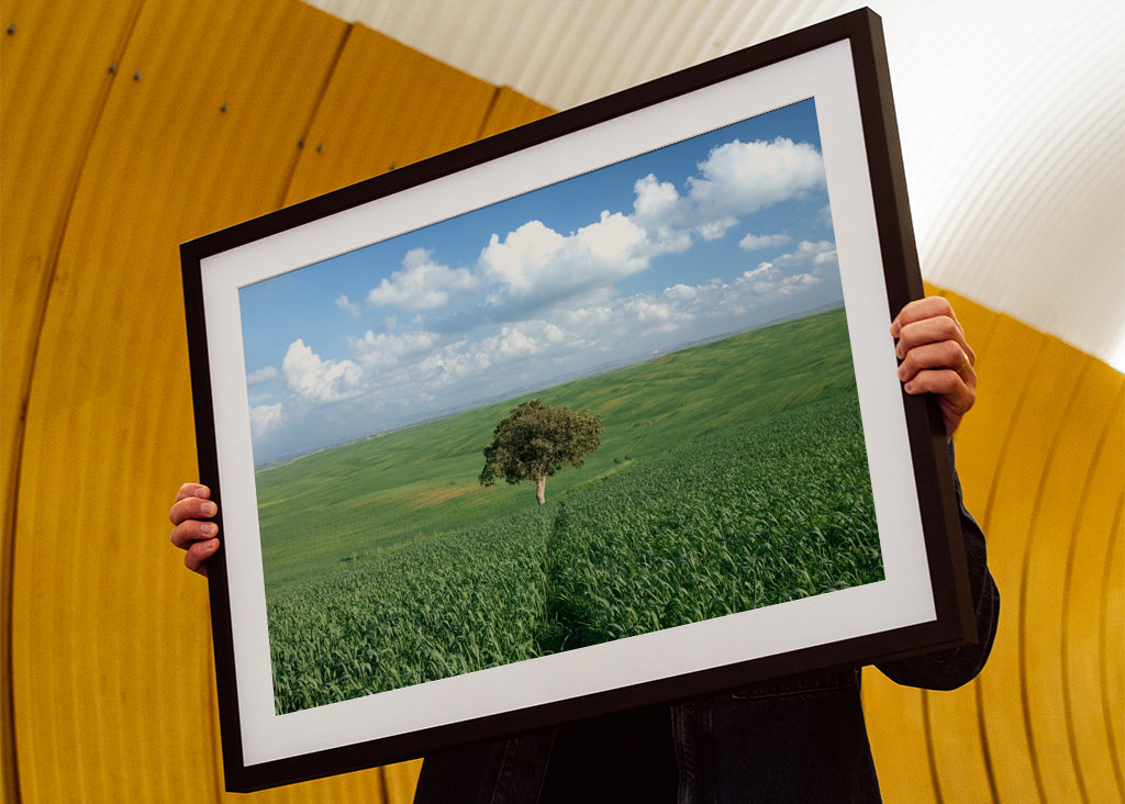 Ensomt træ i et grønt felt 