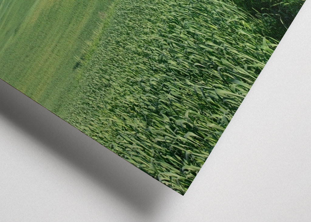 Ensomt træ i et grønt felt 