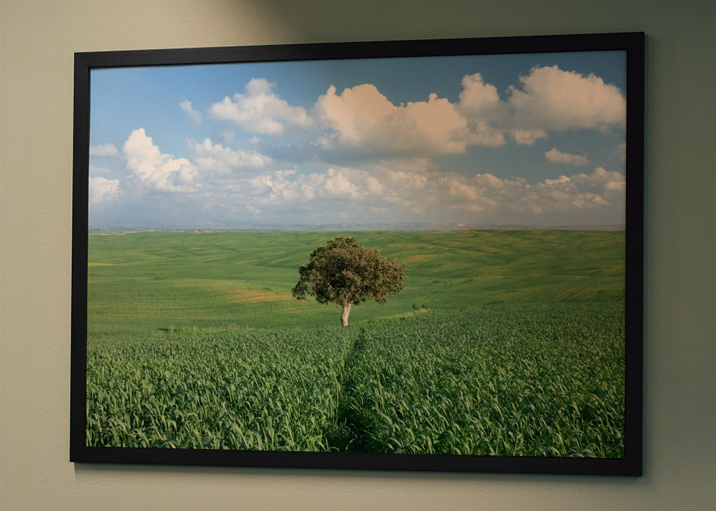 Ensomt træ i et grønt felt 