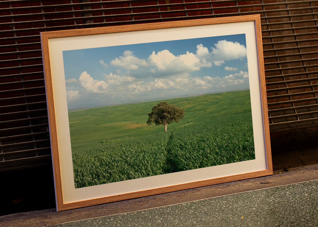 Ensomt træ i et grønt felt 