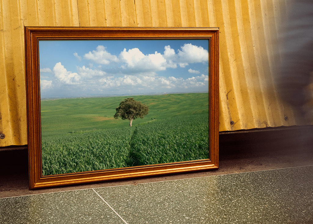 Ensomt træ i et grønt felt 