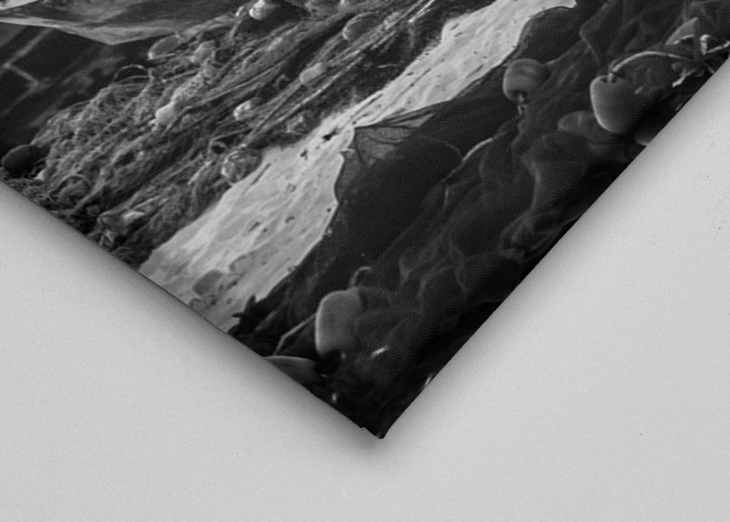 Jonge zeevaarders van Zanzibar