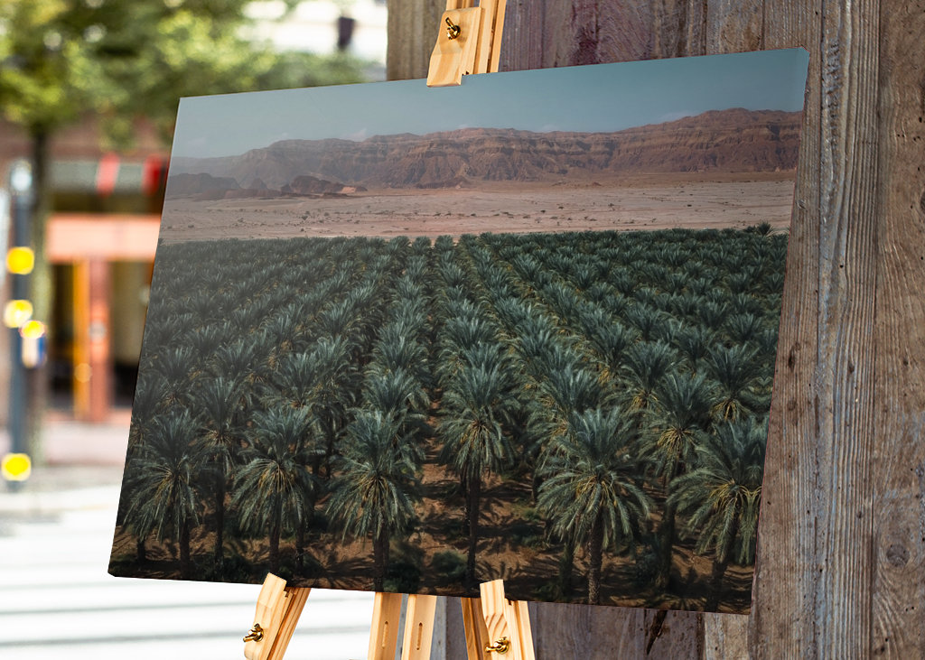 Dattelpalmen-Oase im Negev