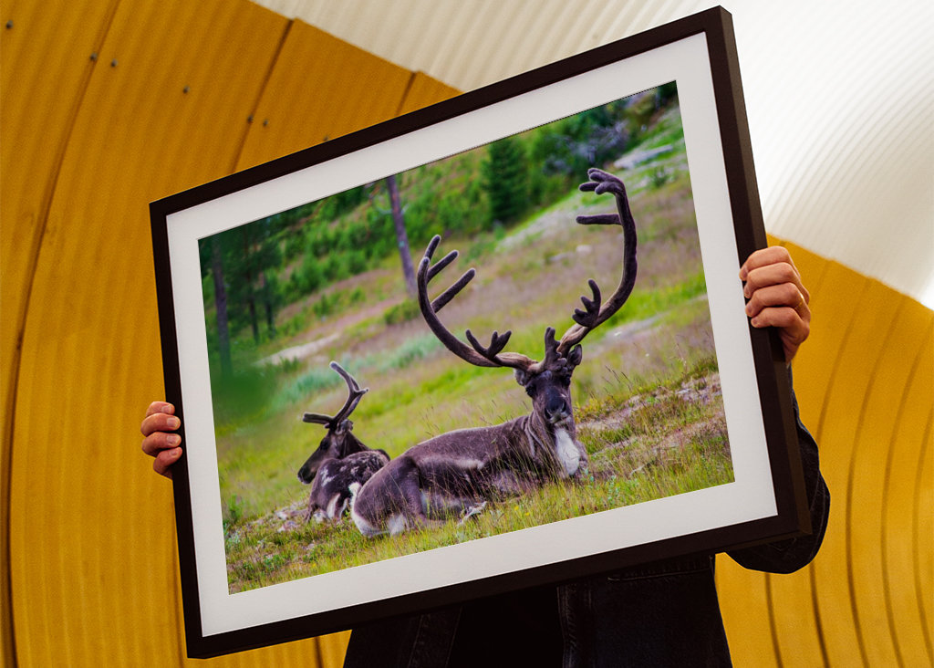Two reindeer in the grass