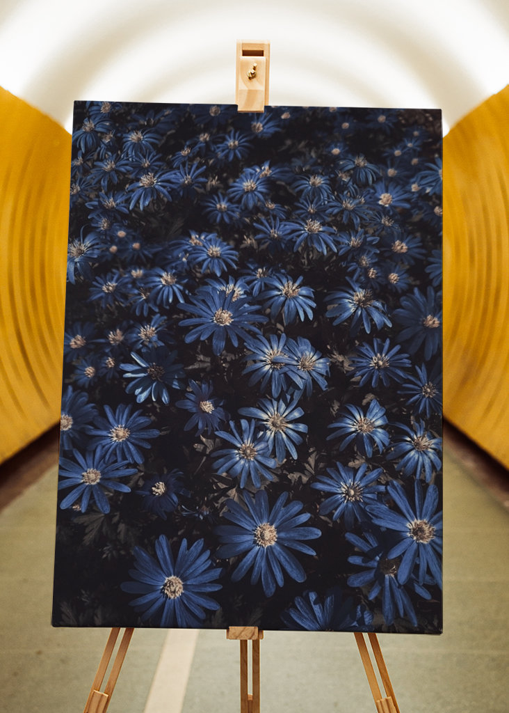 Květy modré jako noc