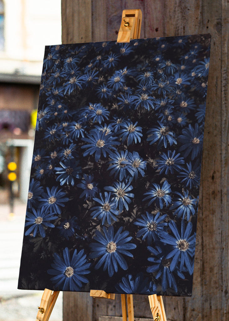 Květy modré jako noc